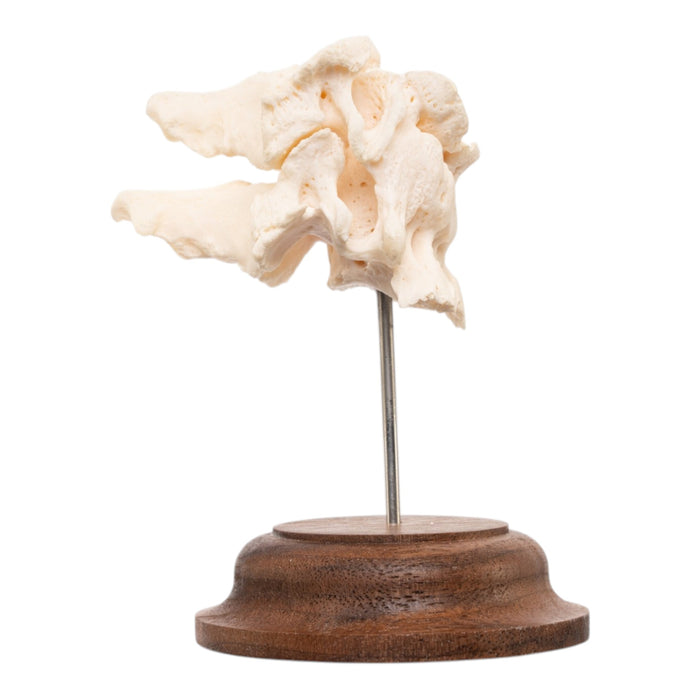 Real Human Vertebrae Set