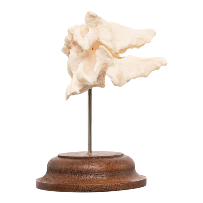 Real Human Vertebrae Set