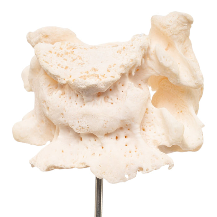 Real Human Vertebrae Set