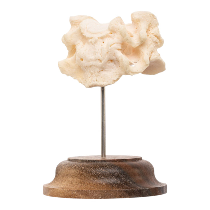 Real Human Vertebrae Set