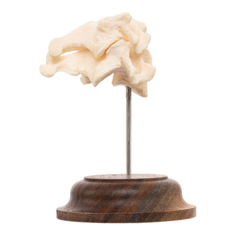 Real Human Vertebrae Set