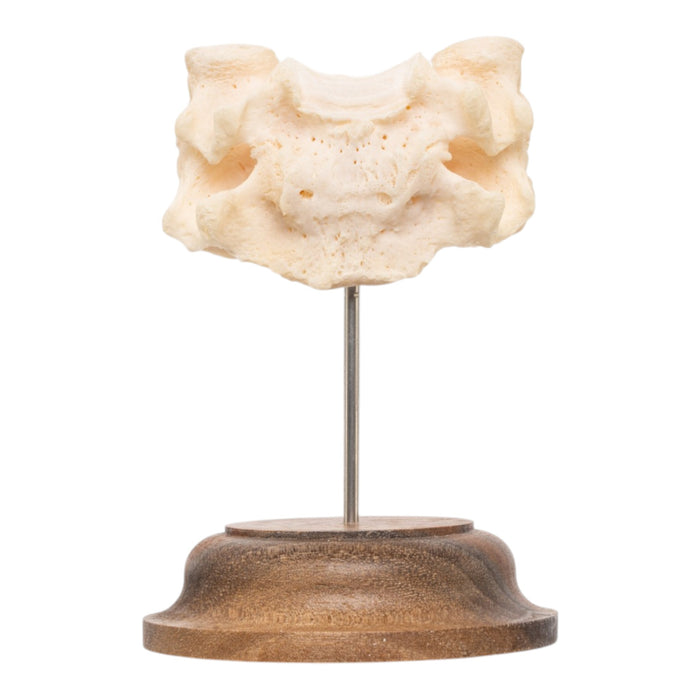 Real Human Vertebrae Set