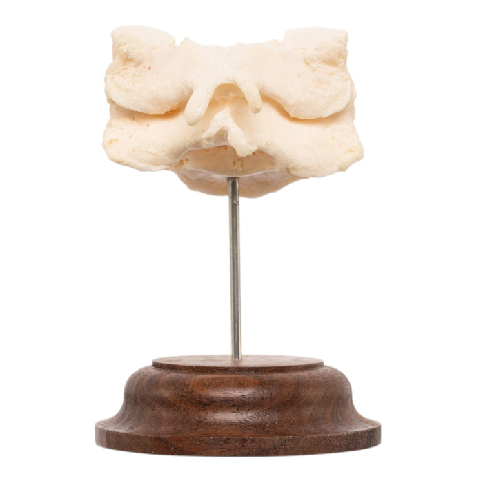 Real Human Vertebrae Set