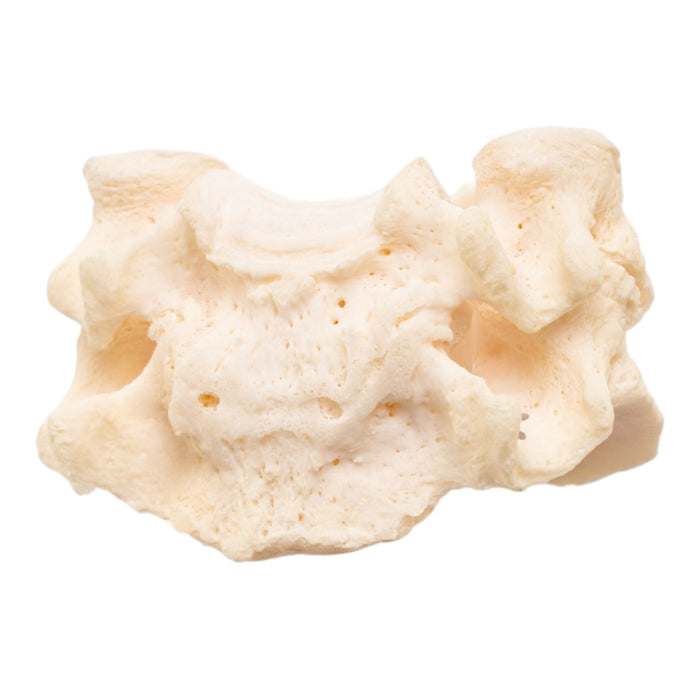 Real Human Vertebrae Set