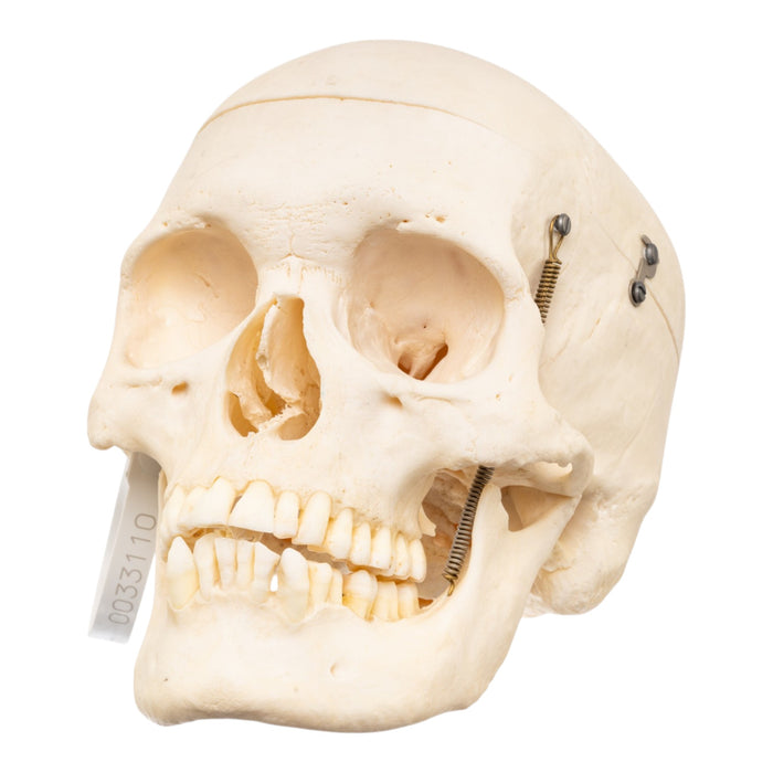 Real Human Skull