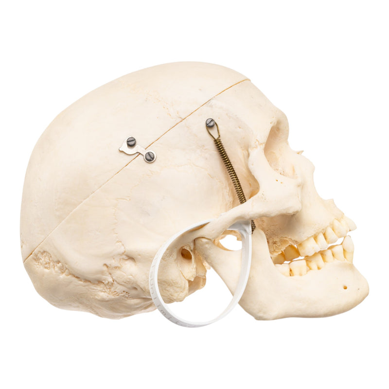 Real Human Skull