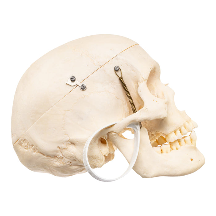 Real Human Skull