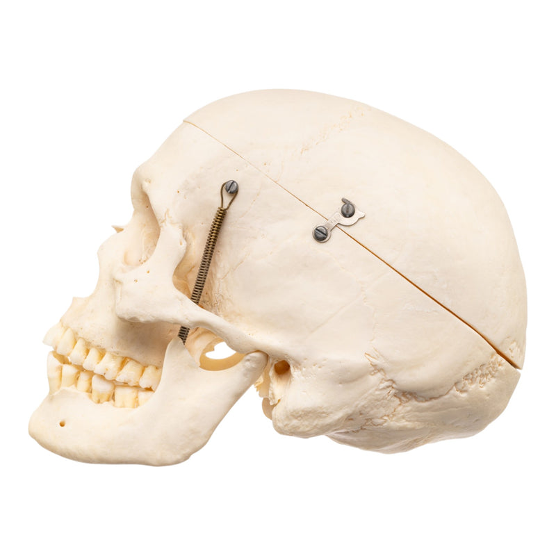 Real Human Skull