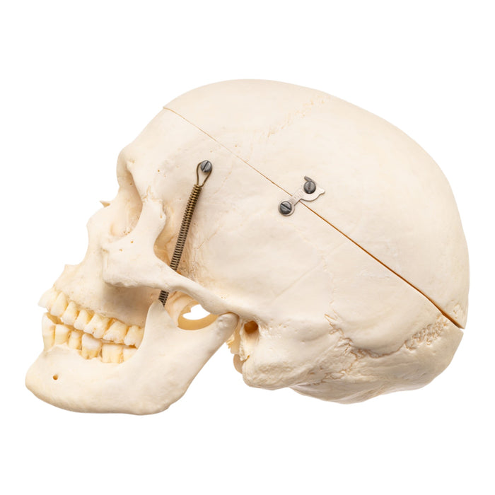 Real Human Skull