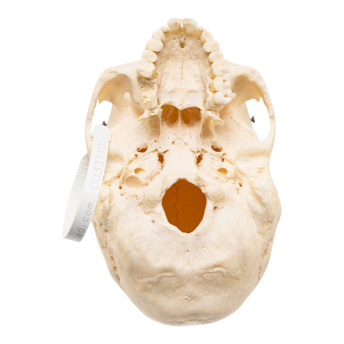 Real Human Skull