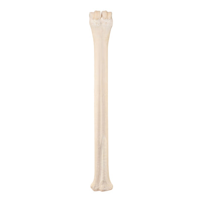 Real Northern Giraffe Leg