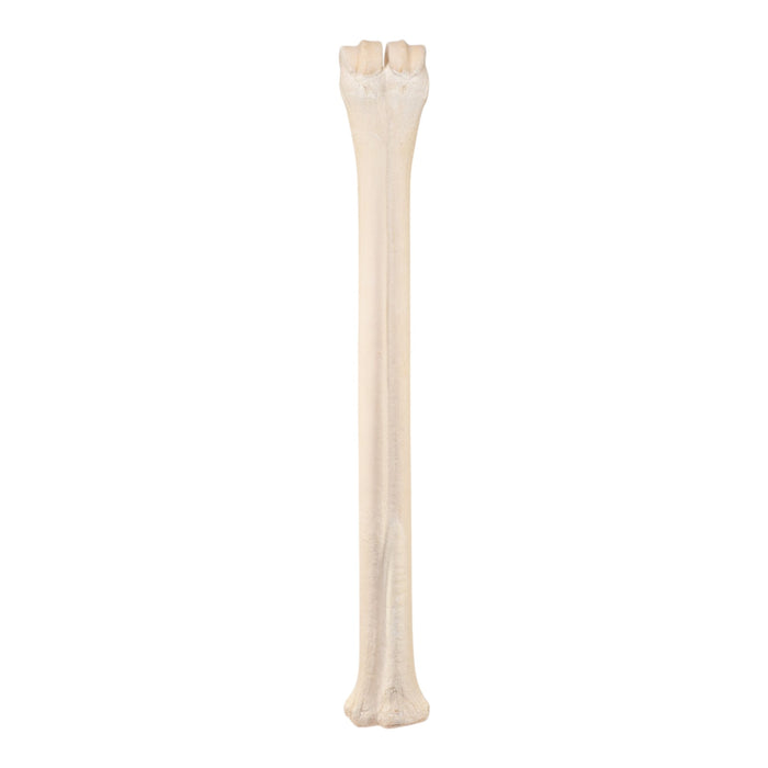 Real Northern Giraffe Leg
