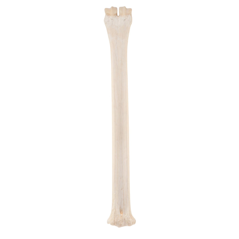 Real Northern Giraffe Leg