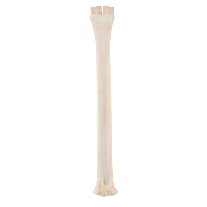 Real Northern Giraffe Leg