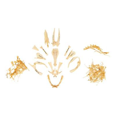 Real African Lungfish Skeleton - Partial