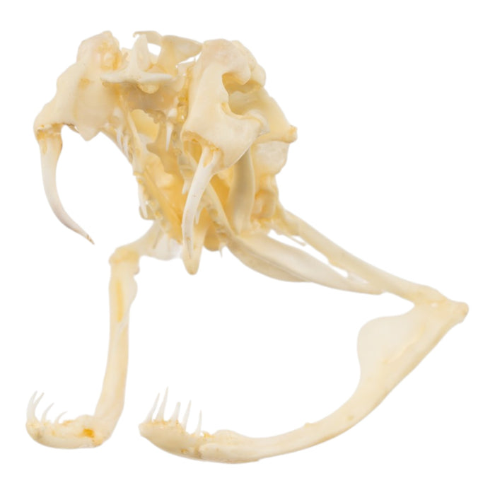 Real Rattlesnake Skull