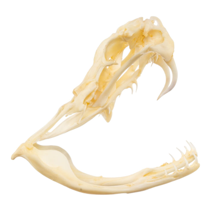 Real Rattlesnake Skull