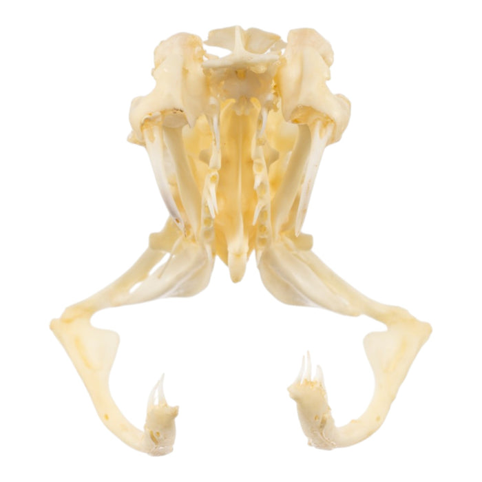 Real Rattlesnake Skull