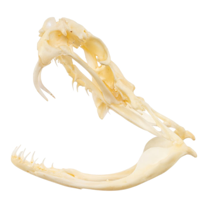 Real Rattlesnake Skull