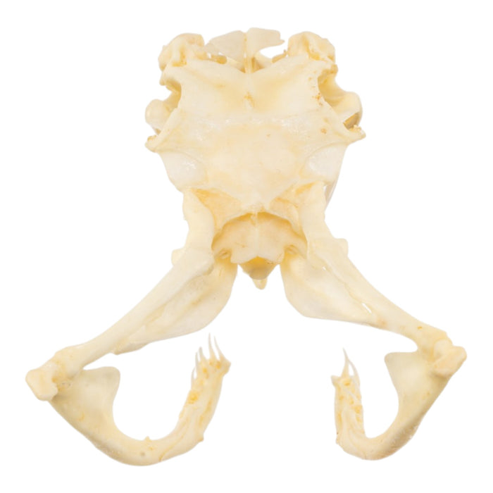 Real Rattlesnake Skull