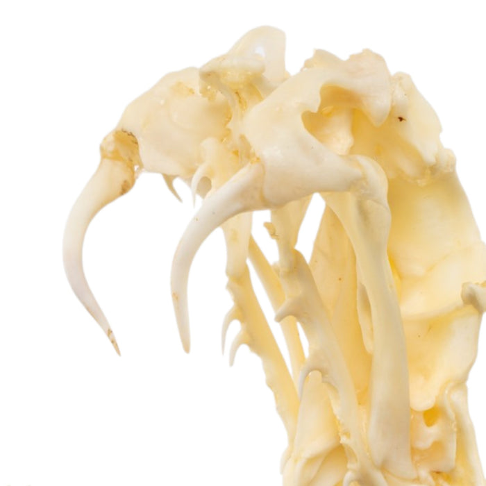 Real Rattlesnake Skull