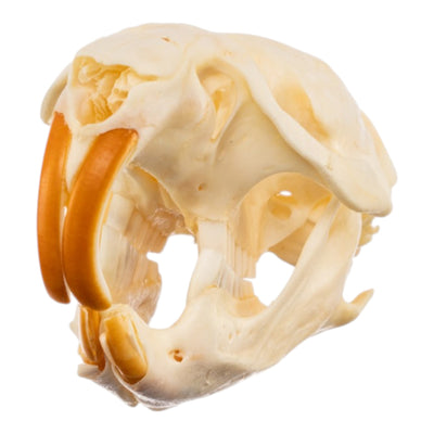 Real Muskrat Skull - Pathology