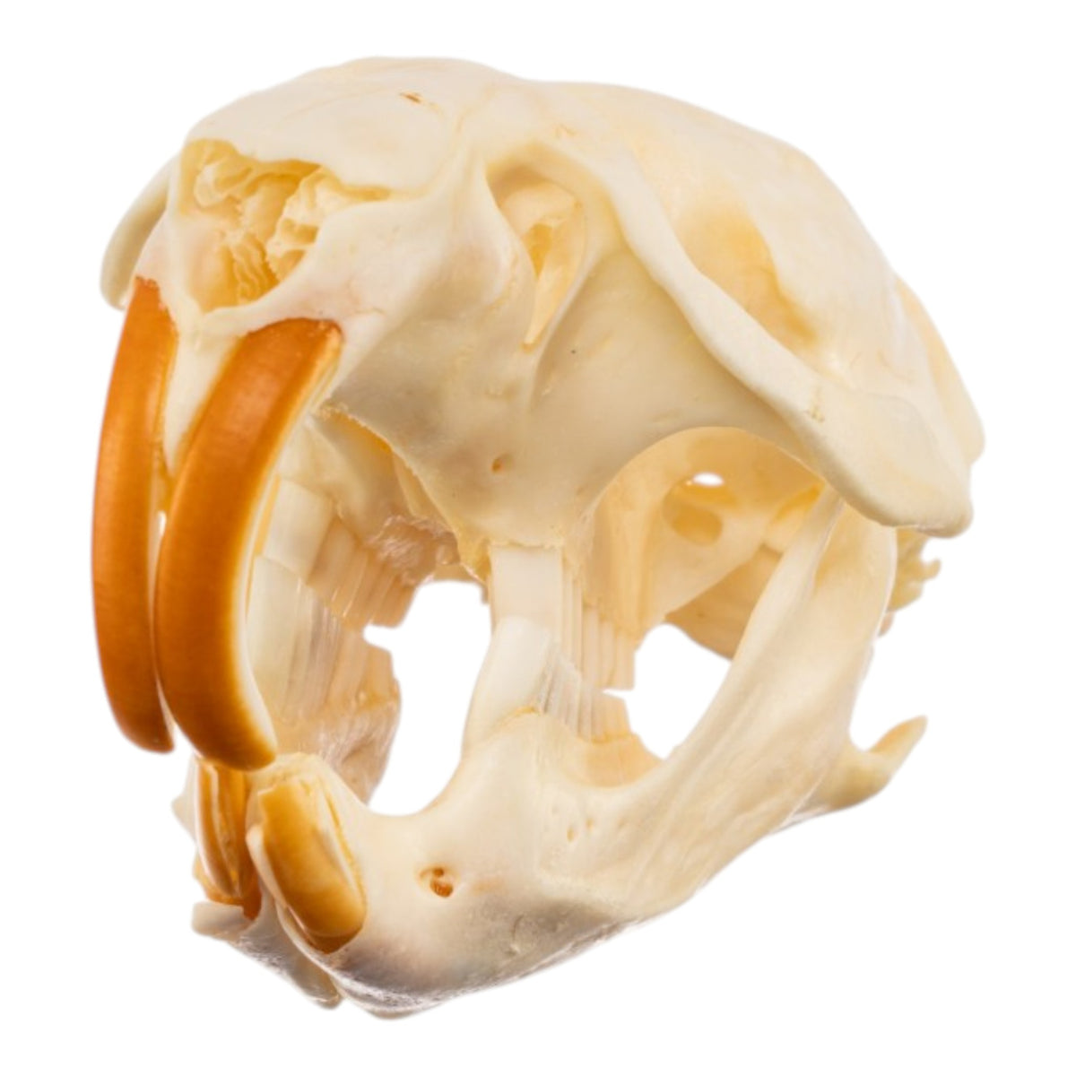 Real Muskrat Skull - Pathology For Sale — Skulls Unlimited