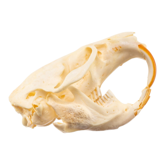 Real Muskrat Skull - Pathology