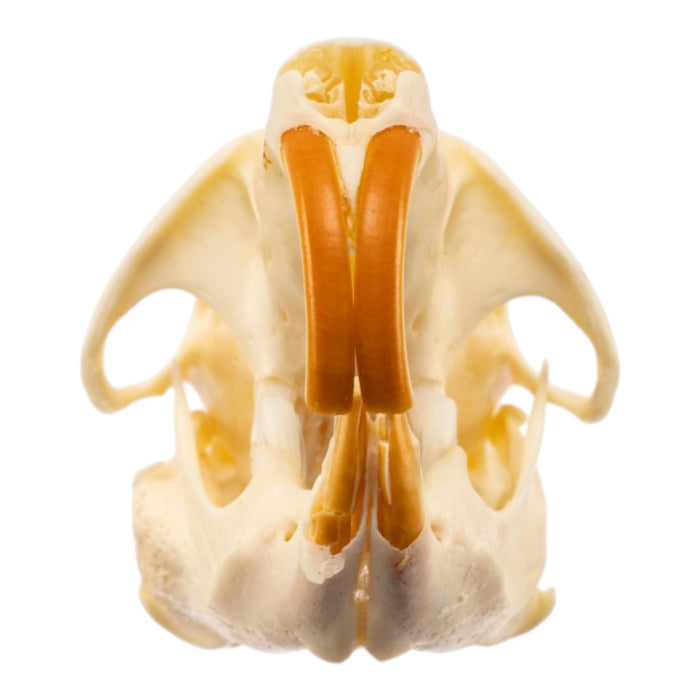 Real Muskrat Skull - Pathology