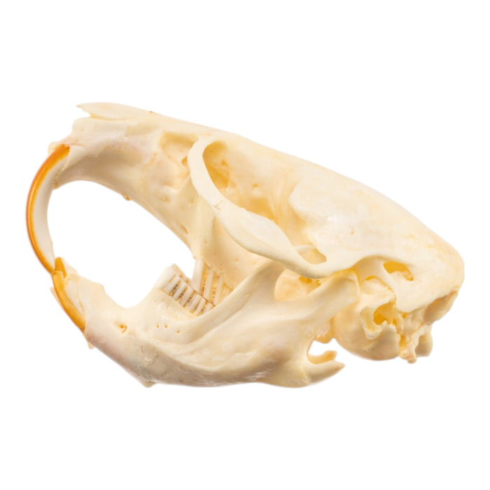 Real Muskrat Skull - Pathology