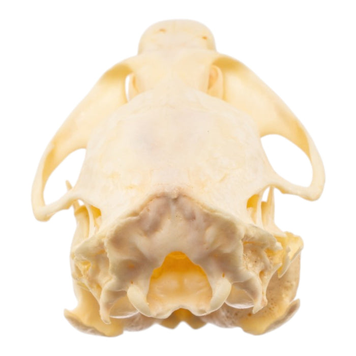 Real Muskrat Skull - Pathology
