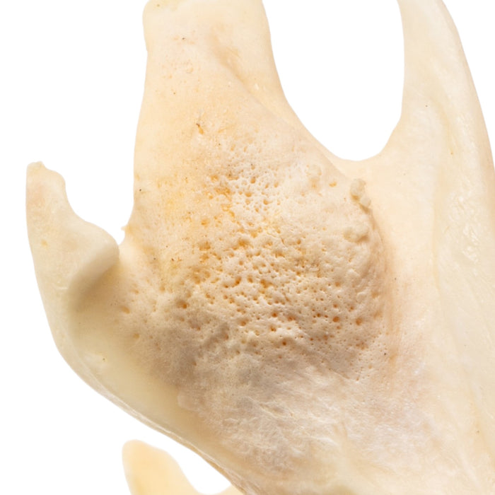 Real Muskrat Skull - Pathology