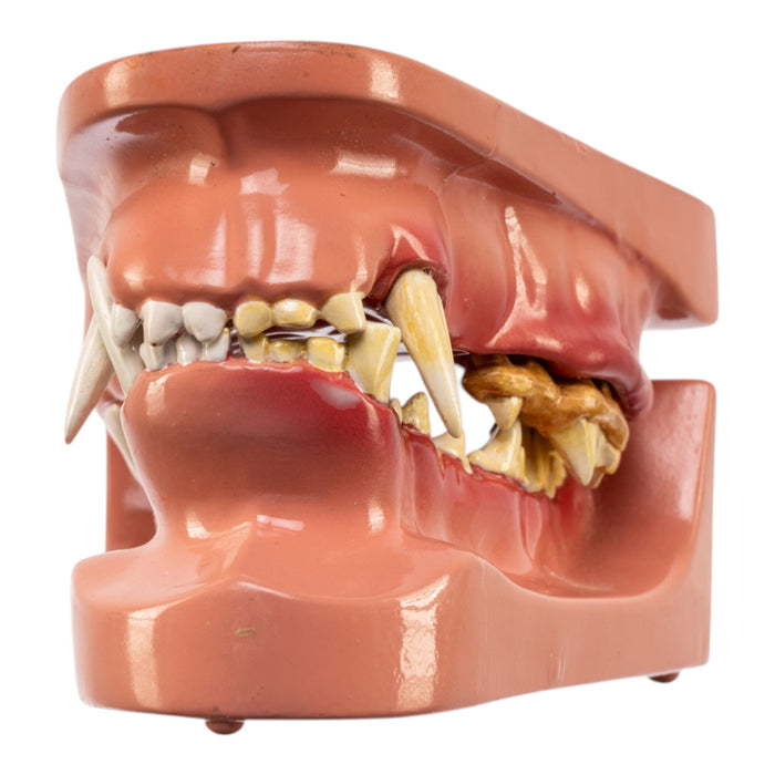 Model Domestic Dog Jaw