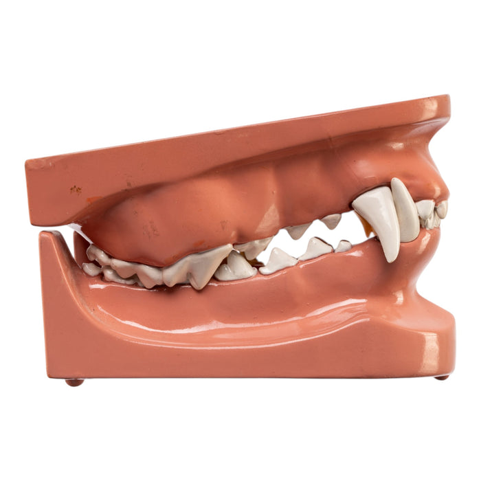 Model Domestic Dog Jaw