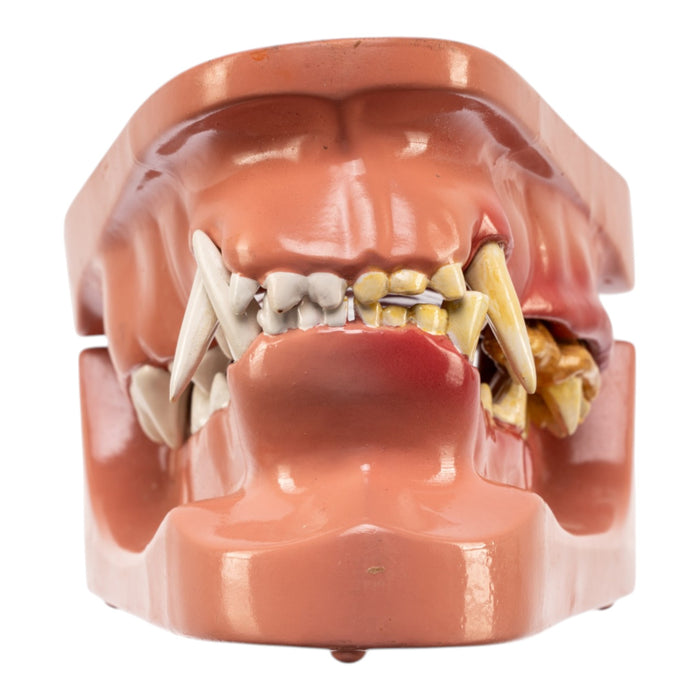 Model Domestic Dog Jaw