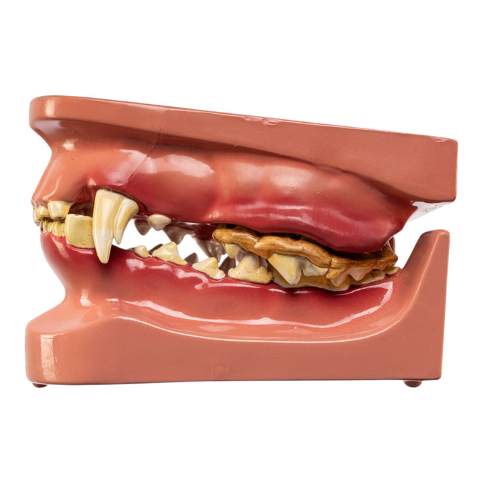 Model Domestic Dog Jaw