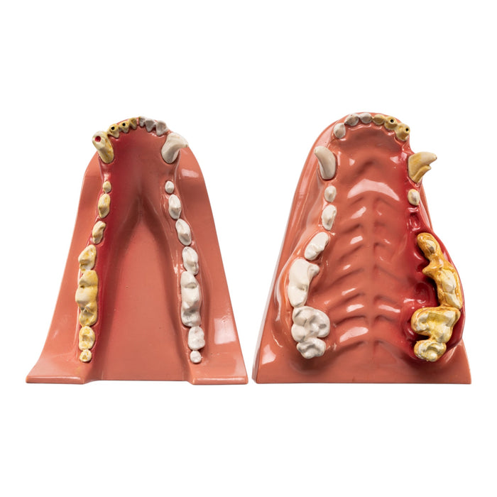 Model Domestic Dog Jaw