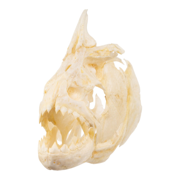 Real Black Piranha Skull