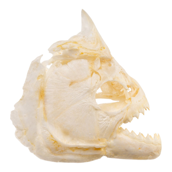 Real Black Piranha Skull