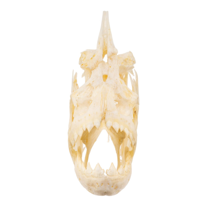 Real Black Piranha Skull