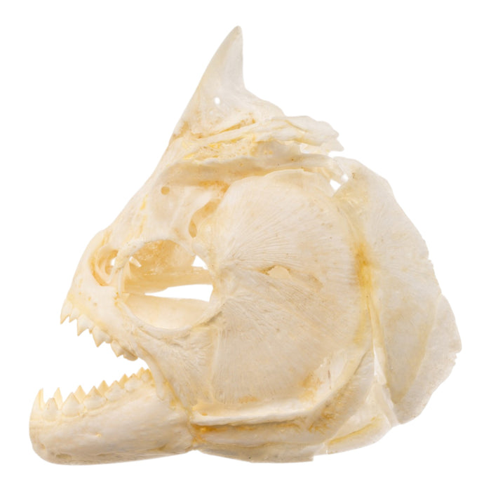 Real Black Piranha Skull