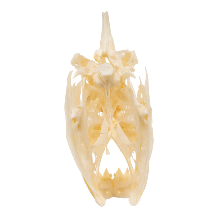 Real Black Piranha Skull