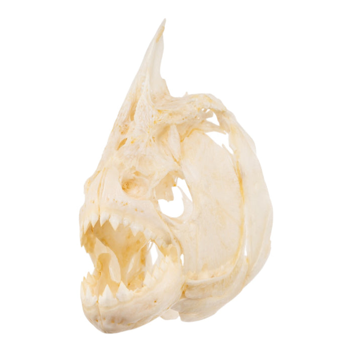 Real Black Piranha Skull