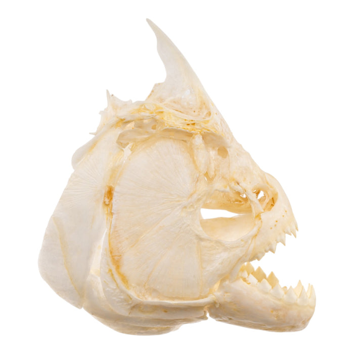 Real Black Piranha Skull