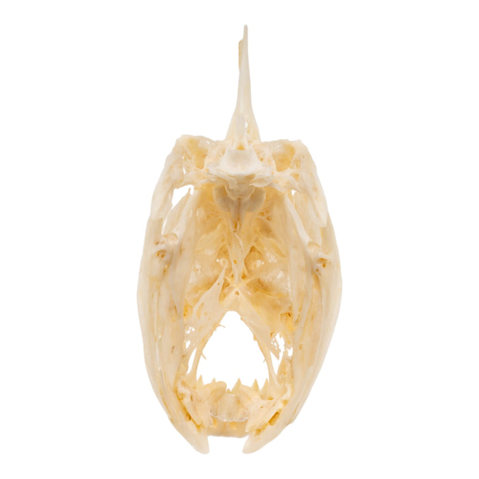 Real Black Piranha Skull