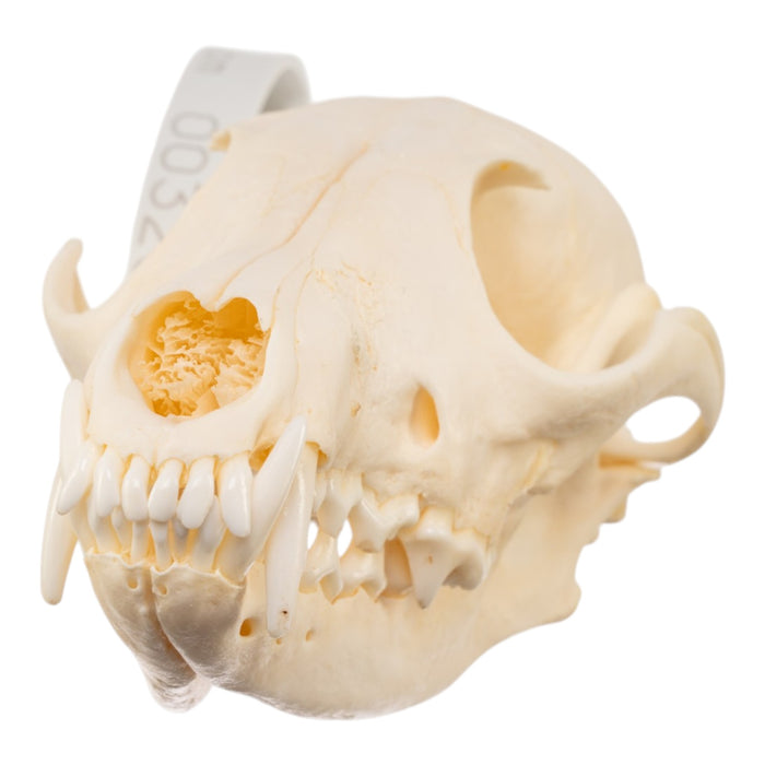 Real Red Fox Skull - Pathology