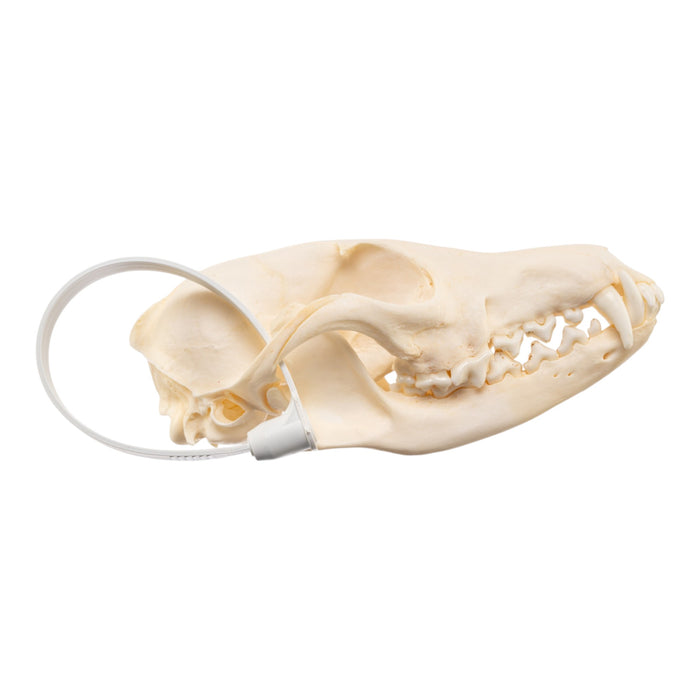 Real Red Fox Skull - Pathology