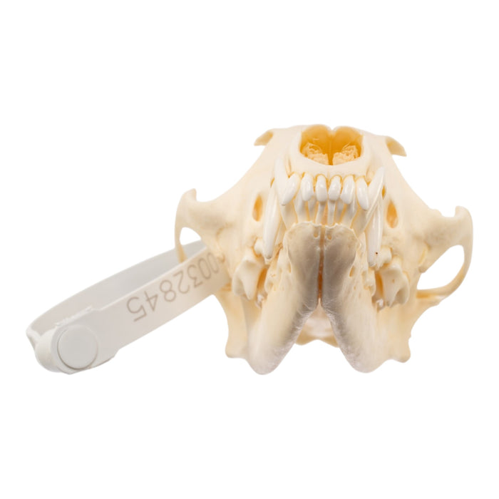 Real Red Fox Skull - Pathology
