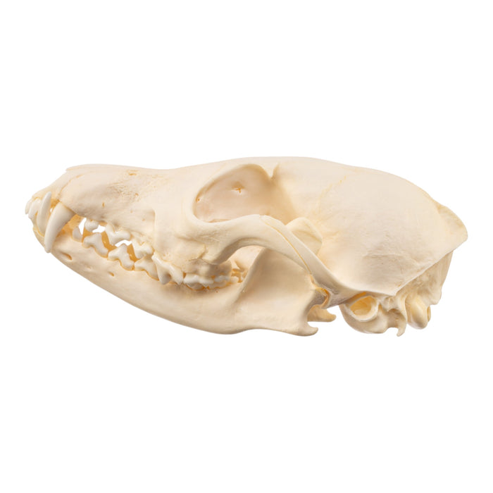 Real Red Fox Skull - Pathology