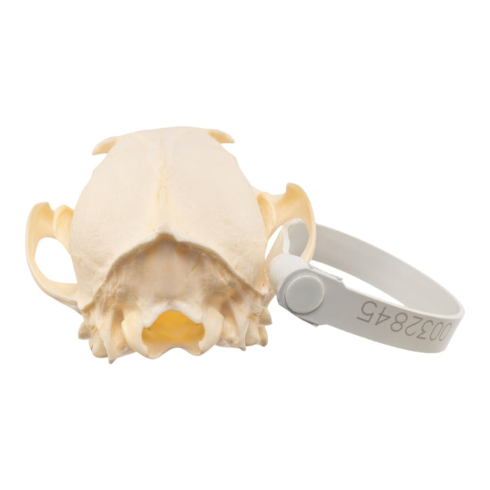 Real Red Fox Skull - Pathology